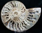 Inch Choffaticeras Ammonite - Rare! #5137-2